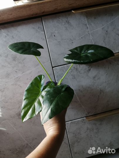 Филодендрон,алоказия