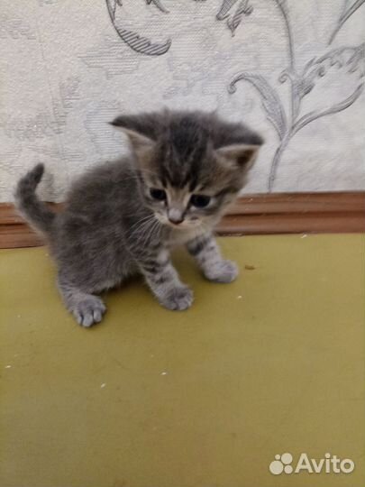 Шотландская