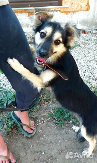 Собака в добрые руки