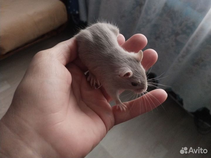 Монгольская песчанка