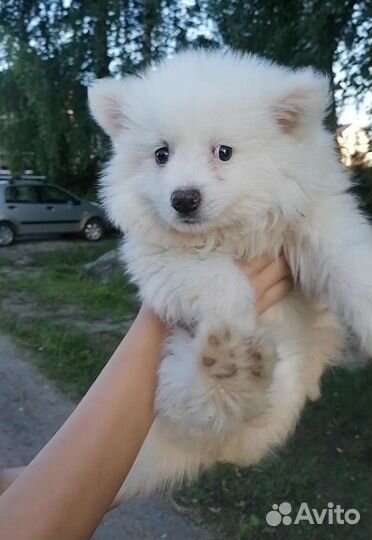 Собака