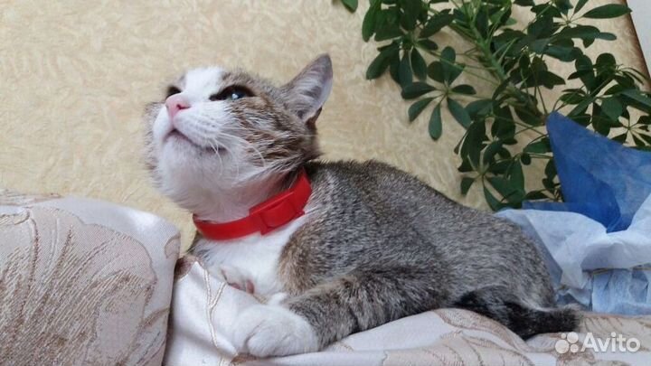 Нежная красавица - молодая Милаша в дар