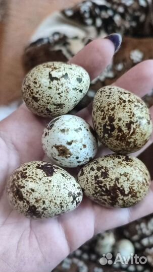 Перепел Белый Гигант