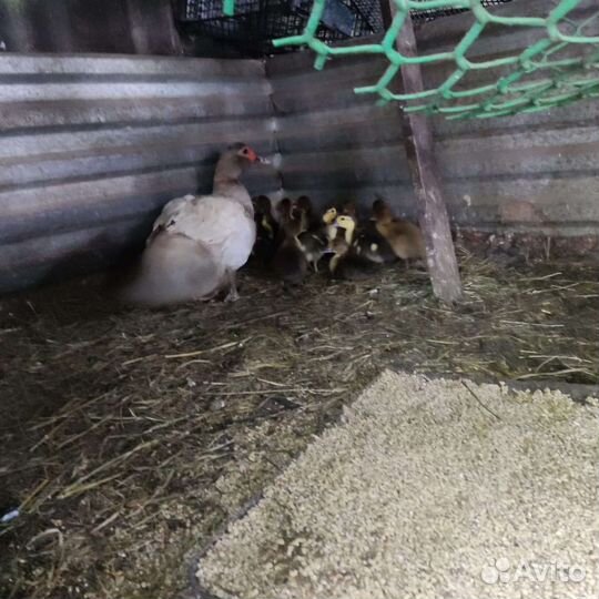 Индоутка - мускусная утка,утята