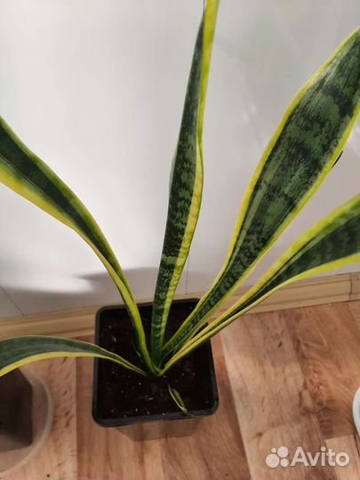 Сансевиерия, аглаонема