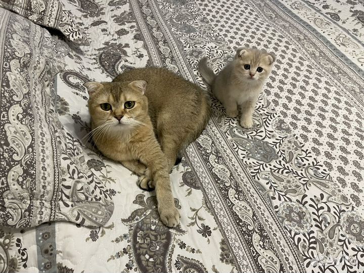 Котята золотая шиншилла