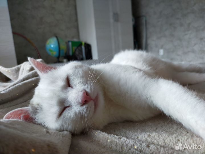 Отдам кота в добрые руки