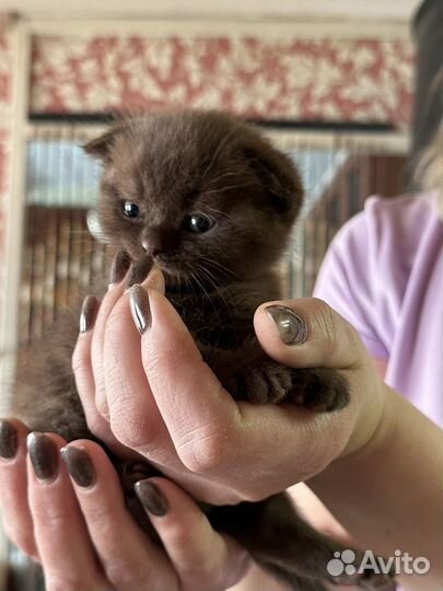 Шотландская