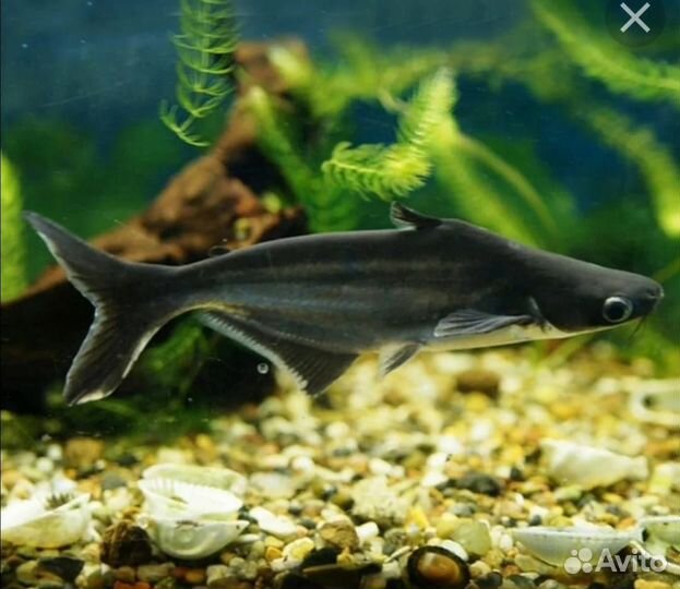 Аквариумные рыбки