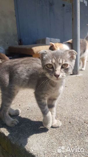 Котенок-девочка в добрые руки