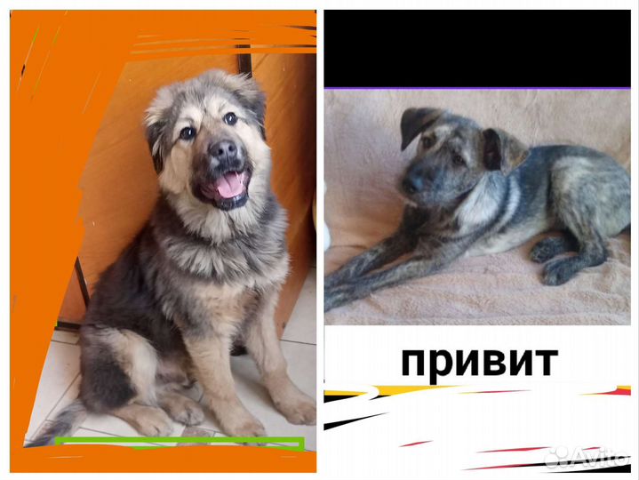 Щенки собачки