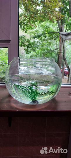 Флорариум-аквариум