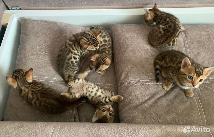 Бенгальские котята
