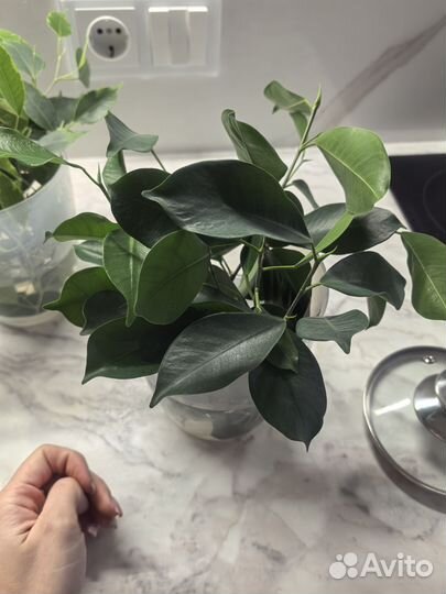 Черенки фикуса и олива