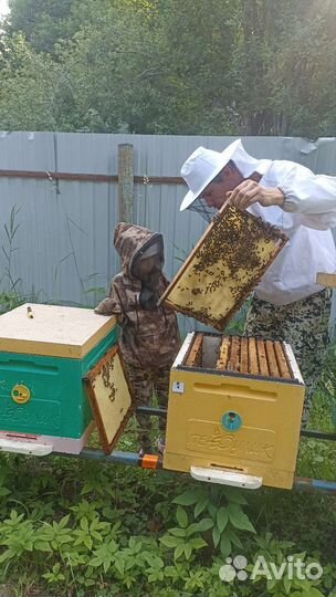 Мёд разнотравье с собственной пасеки, мёд в сотах