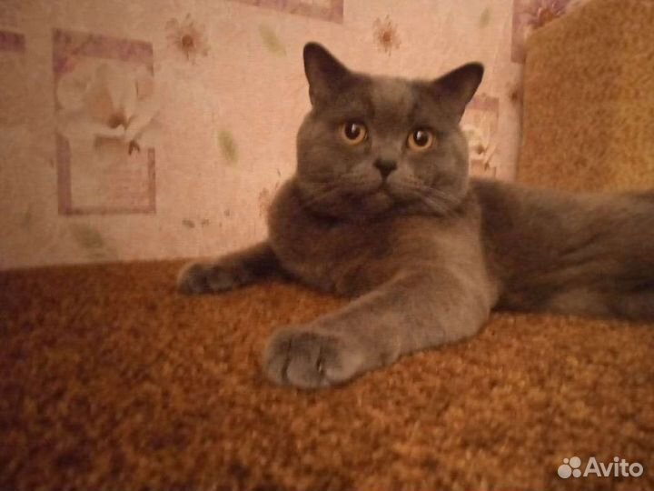 Британский кот