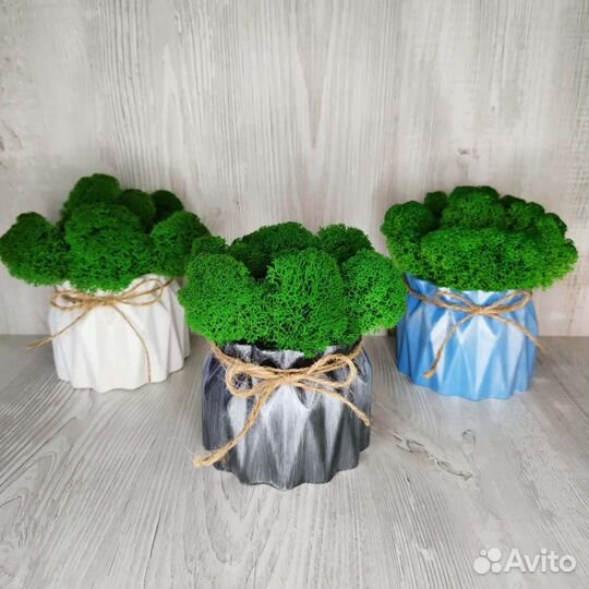 Горшочки со Мхом