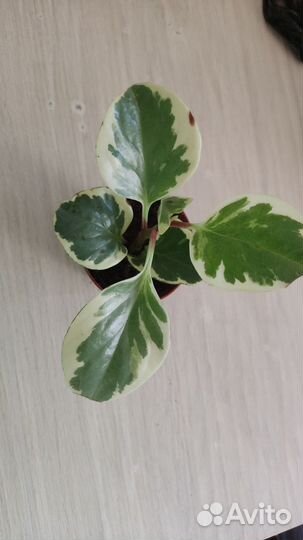 Разные растения