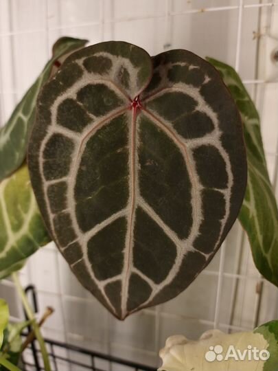 Антуриум мишель