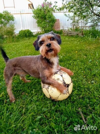 Дрессировка собак кинолог