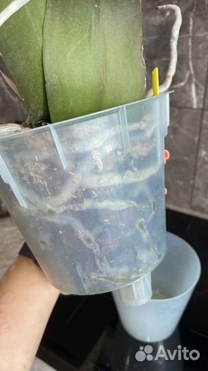 Орхидея фаленопсис экзотик пунш