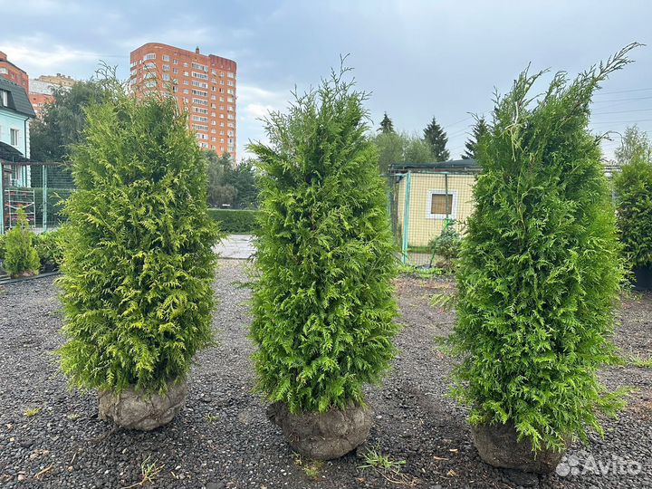 Туя западная Брабант