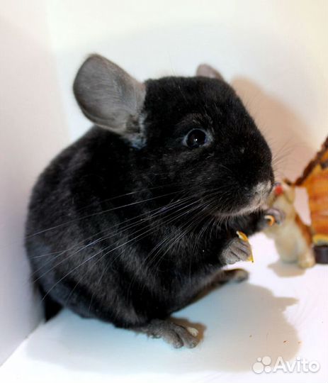 Шиншилла мальчик тёмный
