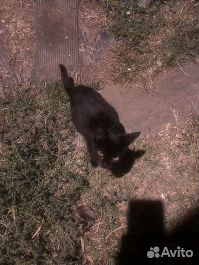 Котенок черный с белой точкой на грудке
