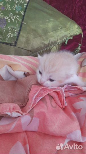 Отдам котика