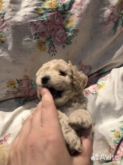 Той-пудель мини девочка