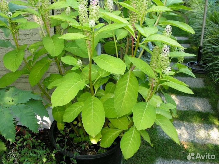 Лаконос-Фитолакка