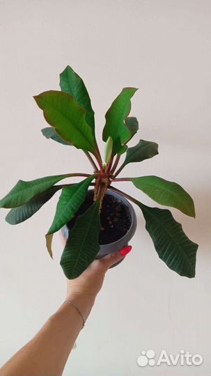 Молочай Простой