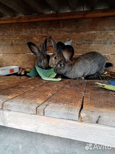 Кролики на. Развод