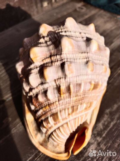 Морские ракушки