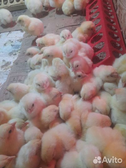 Перепелки несушки, бройлеры