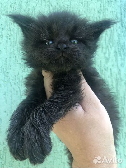 Котята Мейн кун