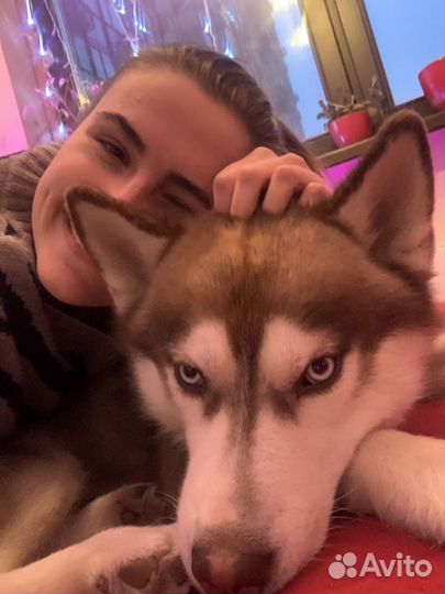 Передержка собак на праздники