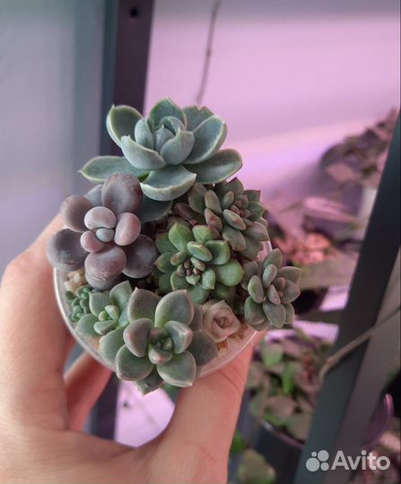 Суккуленты 1/5