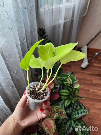 Эпипремнум Сциндапсус Хеппи Лиф