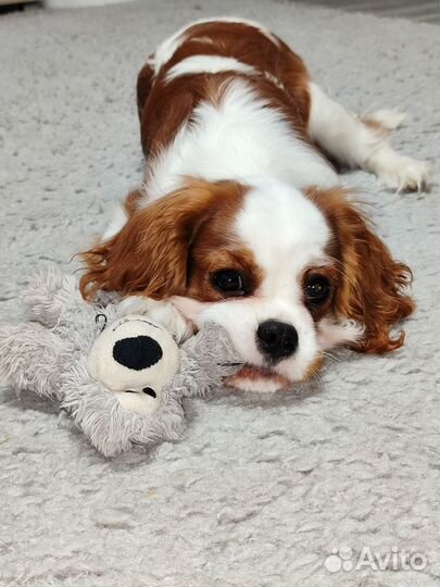Продается щенок Кавалер Кинг Чарльз спаниеля