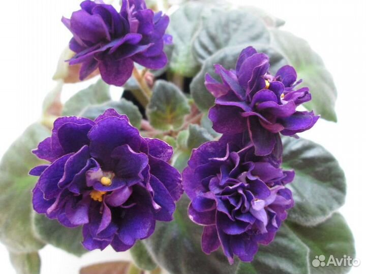 Продажа деток сортовых фиалок