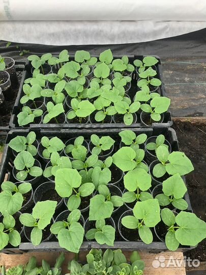 Продаем Рассаду Перца, Баклажан, Помидор