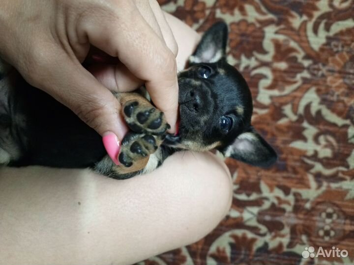 Той-терьер щенок