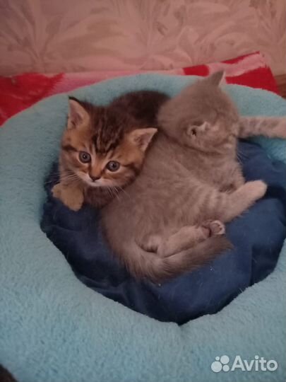 Шотландские котята