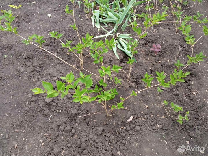 Декоративные кустарники(скумпия, форзиция)