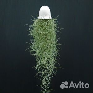 Тилландсия атмосферная, уснеевидная, экзотика