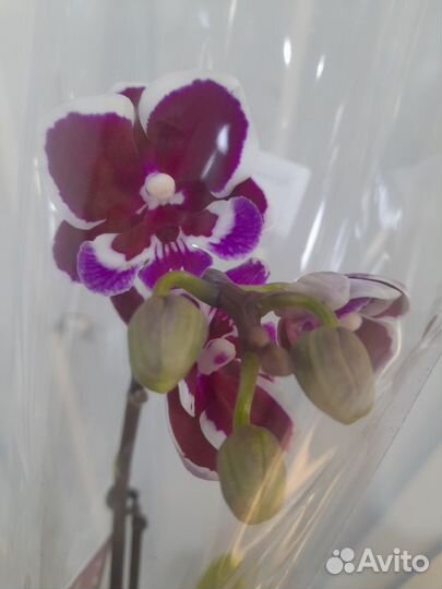 Орхидея фаленопсис мини