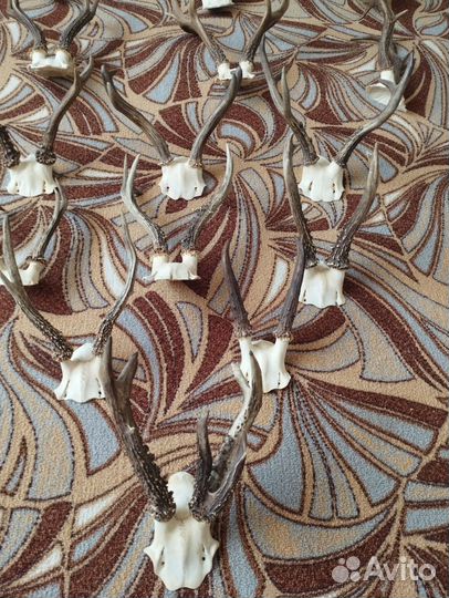 Рога косули