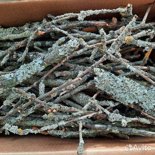 Палочки с лешайником