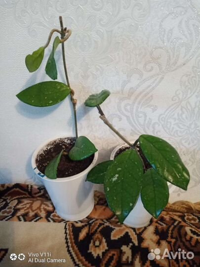 Комнатные цветы